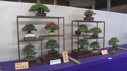 風情漂う緑の芸術 「全沖縄盆栽展」 愛好家の力作が勢ぞろい | 沖縄の