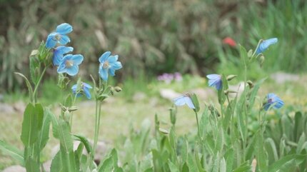 ヒマラヤの青いケシ「メコノプシス」 透き通るような青い花 一般公開