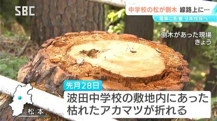倒木 台風21号の倒木を展示 若木も芽吹く - 産経ニュース