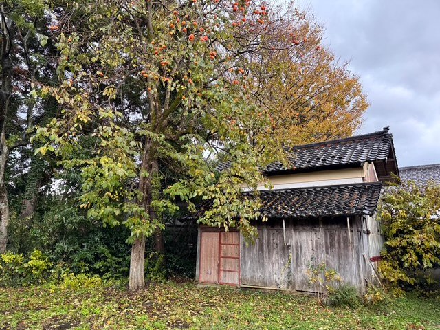 カキの木に3頭のクマ　市が緊急銃猟で3頭を駆除　「危険の可能性」で現場周辺を一時交通規制し対応（山形・酒田市）|TBS NEWS DIG