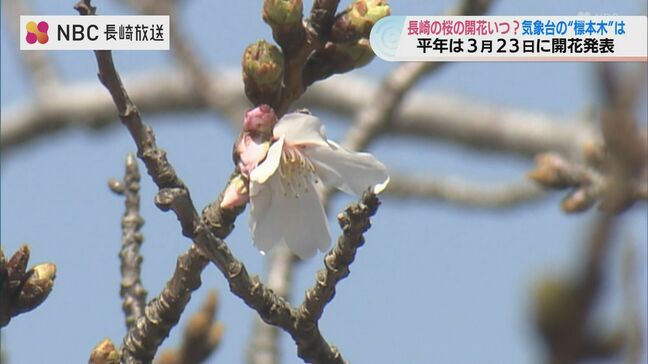 “標本木”開いているのはわずか一輪 長崎市の桜の開花はいつ?|TBS NEWS DIG