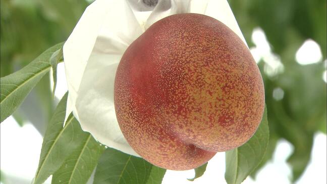 「風はおっかない」過去最高の出来の『スイートビーナス』そんななかで迫る「台風10号」に生産者は…「（以前）屋根がつぶされたこともあった」|TBS NEWS DIG