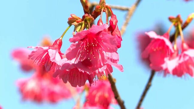 きょう2月4日立春　春の足音　奄美ではヒカンザクラ咲く|TBS NEWS DIG