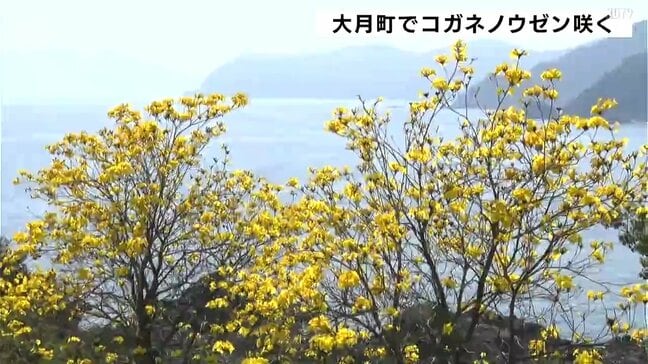 「優しそうな色、花びら」黄金色の花がと青い海　高知県大月町でコガネノウゼン咲く|TBS NEWS DIG