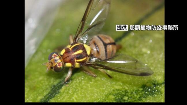 家庭菜園でヘチマやゴーヤー栽培は控えて　県内に広がる「セグロウリミバエ」被害で対策を呼びかけ　沖縄|TBS NEWS DIG