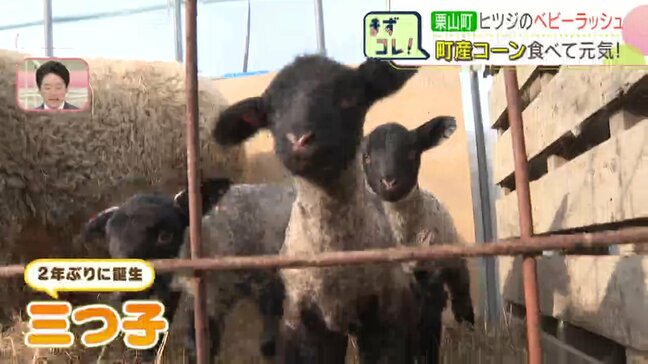 1日に10匹生まれる日も　北海道栗山町の農場でヒツジのベビーラッシュ　町産コーンを食べて元気に！|TBS NEWS DIG