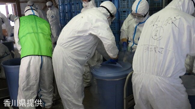 東かがわ市の養鶏場「高病原性鳥インフルエンザ」陽性と確定　ニワトリ約2万4000羽の殺処分など防疫措置実施【香川】|TBS NEWS DIG
