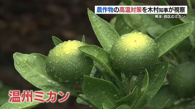 “農作物も高温対策” 温州ミカンの生産現場を木村知事が視察「しっかり農家を守る」|TBS NEWS DIG