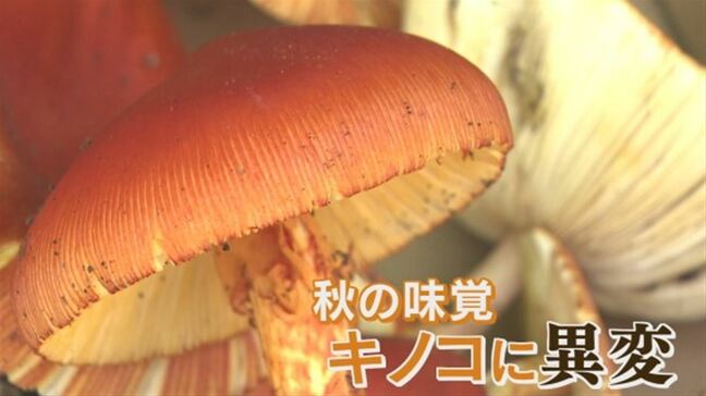 「10分の1ぐらいしか…」秋の味覚キノコが不作　夏の記録的な猛暑と少雨の影響　山梨|TBS NEWS DIG