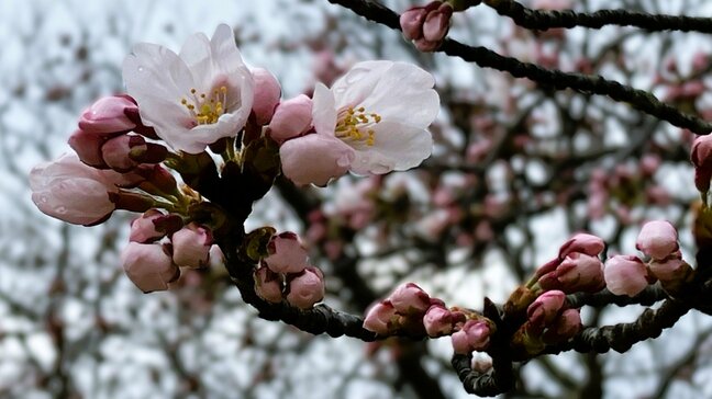 桜『ソメイヨシノ』新潟市で平年より8日早く“開花宣言”も 前線を伴った低気圧で天気のすぐれない4月のはじめ【全国の週間天気予報図も掲載】|TBS NEWS DIG