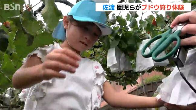 貴重な食育体験「秋の味覚を自ら収穫」佐渡で園児がブドウ狩り|TBS NEWS DIG
