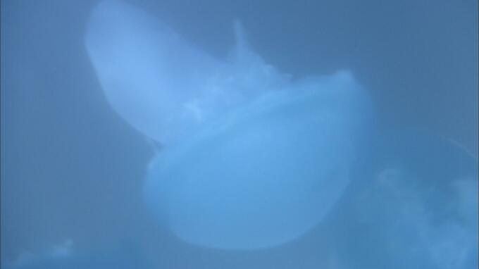 1448票が集まるなか1位に輝いたのは…　「水色と青がきれい」　人気投票をもとに海の生き物を展示　|　青森のニュース│ATV NEWS│青森テレビ