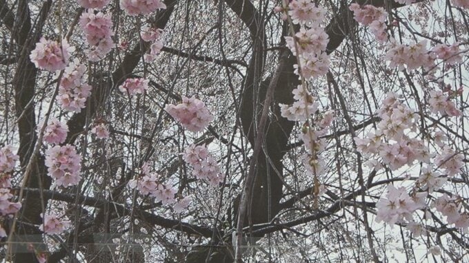市内132か所のサクラの写真を集めた特別展示　山梨・甲斐市竜王図書館|TBS NEWS DIG
