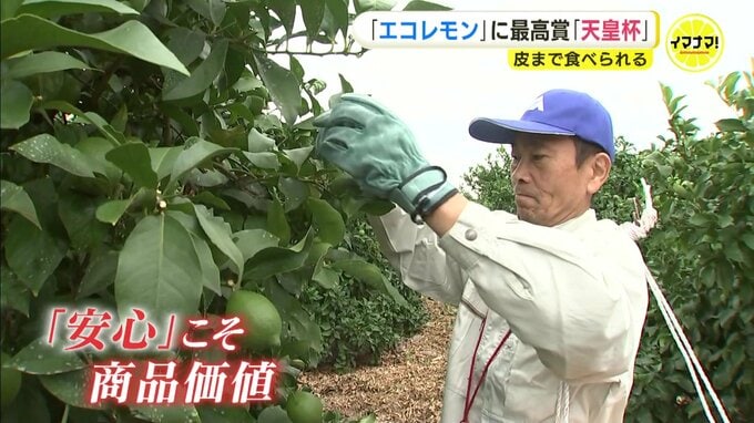 “皮まで食べられるエコレモン” に最高賞「天皇杯」 広島･尾道の生産者グループ「安心こそ商品価値」　|　RCC NEWS | 広島ニュース | RCC中国放送