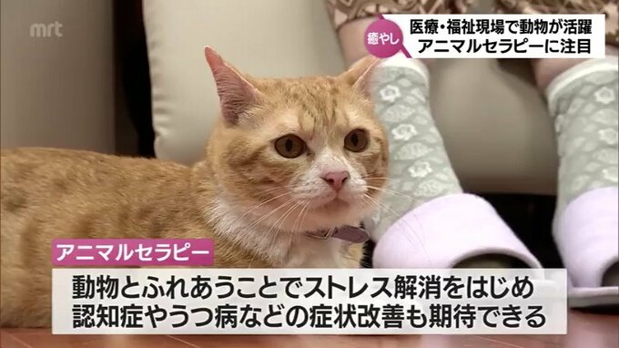 「触れ合うだけで温かいし、気持ちがつながる感じがします」医療･福祉の現場で注目が高まる　動物とふれあうことで心を癒やす「アニマルセラピー」|TBS NEWS DIG