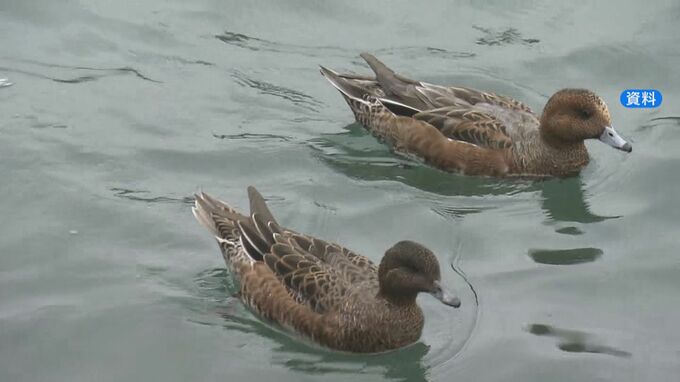 野鳥の死骸から「鳥インフルエンザ」陽性反応  高病原性かどうかは数日後に判明　愛知県でことし2例目　|　名古屋・愛知・岐阜・三重のニュース【CBC news】 | CBC web