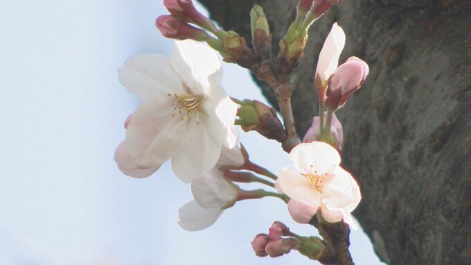 大分で「桜の開花」発表　平年より６日遅れる　|　大分のニュース｜OBS NEWS｜大分放送