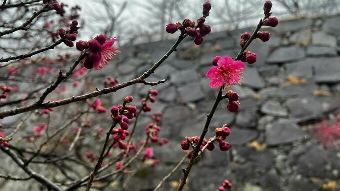 岩手県内は雨が降ったりやんだりの天気　盛岡城跡公園では紅梅咲く|TBS NEWS DIG