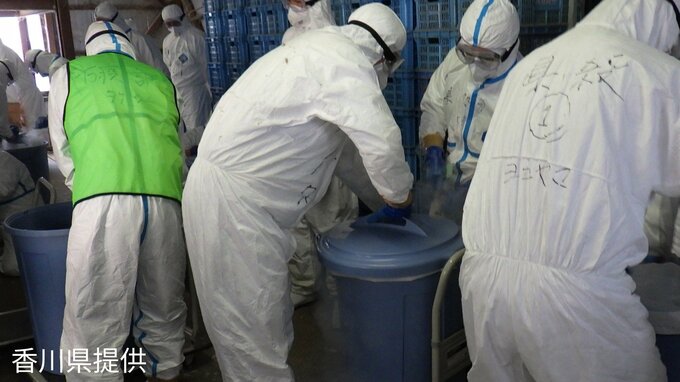 東かがわ市の養鶏場「高病原性鳥インフルエンザ」陽性と確定　ニワトリ約2万4000羽の殺処分など防疫措置実施【香川】|TBS NEWS DIG