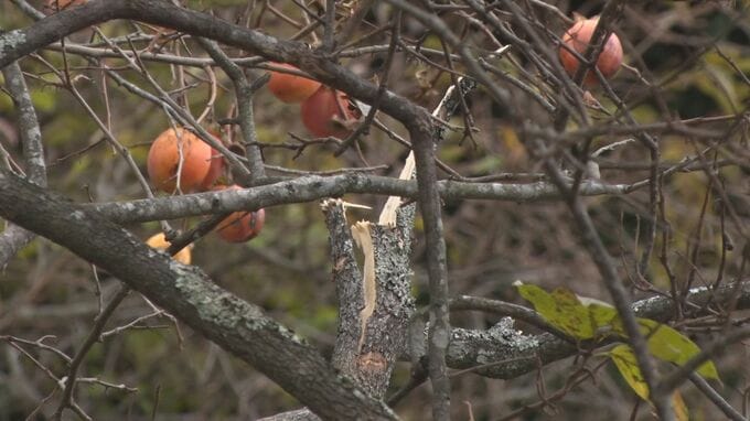 夜、外に出たら…「柿の木のあたりからバキバキと音がした」　実のついた枝が折られ、幹にはクマの爪痕も　放置果樹に注意|TBS NEWS DIG