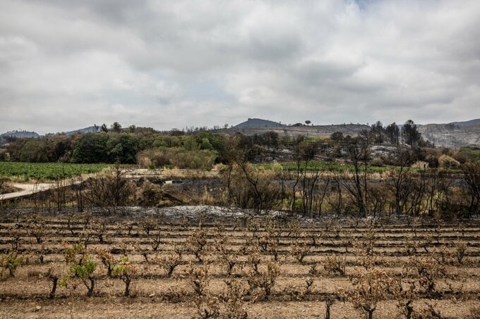 フランスのワイン生産、今年はさらに減少－熱波と山火事でブドウ不作
