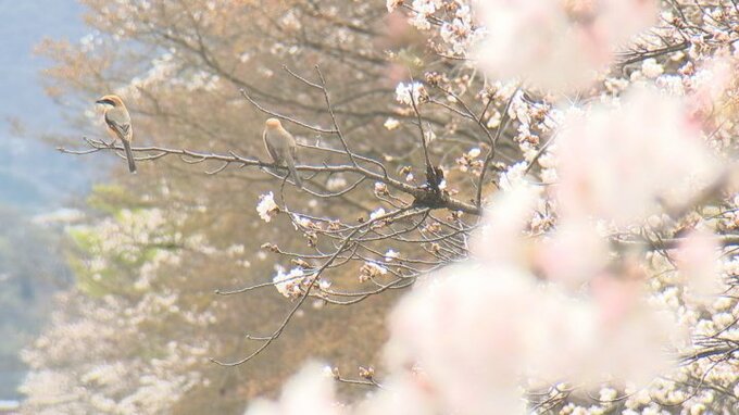 甲府のサクラが満開　開花から1週間　観測史上2番目の早さ　甲府地方気象台　|　山梨のニュース | ＵＴＹテレビ山梨