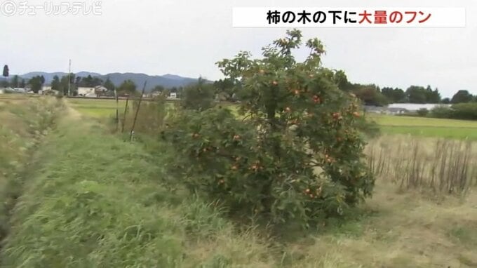 「朝晩は外に出られない」富山市でクマ痕跡相次ぎ警戒を呼びかけ　|　富山のニュース｜天気・防災｜チューリップテレビ