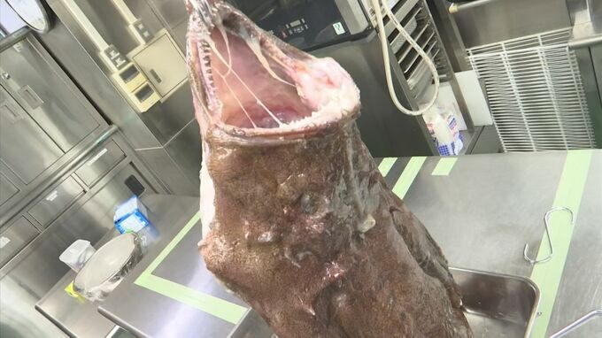 取り出されたのは"海のフォアグラ"「あん肝」　冬の味覚「アンコウ」の吊し切り授業に、学生びっくり|TBS NEWS DIG