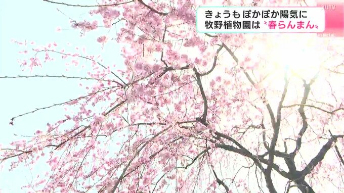 高知県立牧野植物園は春らんまん！　春の花は5月の連休明けまで楽しめそう|TBS NEWS DIG