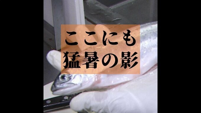 漁獲量が3分の1に…　湖に生息するヒメマスが不漁　プランクトンの減少が関係か　その背景にまたも猛暑の影…|TBS NEWS DIG