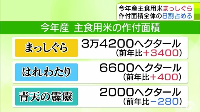 「まっしぐら」3万4200ヘクタールと前年比の3400ヘクタール増　作付け全体の8割占める　今年産の主食用米の品種別作付面積　青森県のまとめで明らかに　|　青森のニュース│ATV NEWS│青森テレビ
