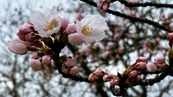 桜『ソメイヨシノ』新潟市で平年より8日早く“開花宣言”も 前線を伴った低気圧で天気のすぐれない4月のはじめ【全国の週間天気予報図も掲載】|TBS NEWS DIG
