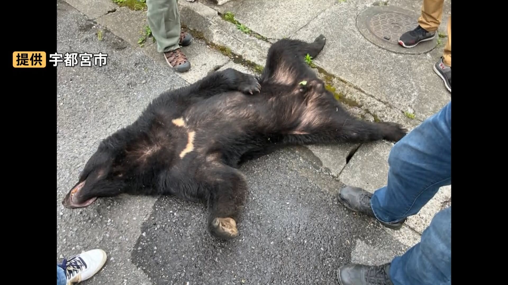 2頭目のクマ”はいる？住宅街でクマ捕獲された宇都宮市 一夜明けて住民