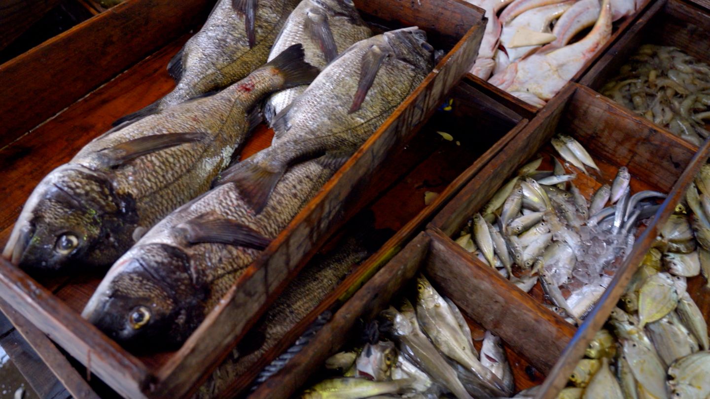 瀬戸内の海の幸を知ろう！食べよう！」瀬戸内海で獲れる魚も変化