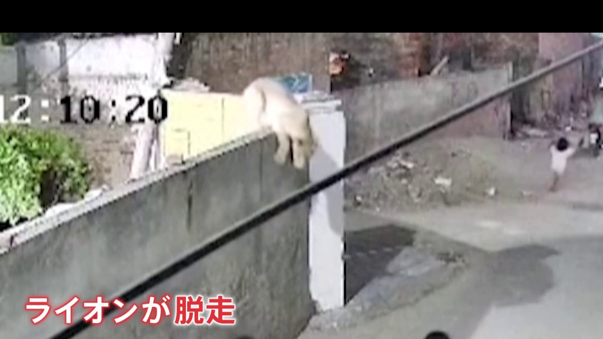 パキスタンでペットのライオンが脱走 女性と子どもを襲う | TBS CROSS DIG with Bloomberg