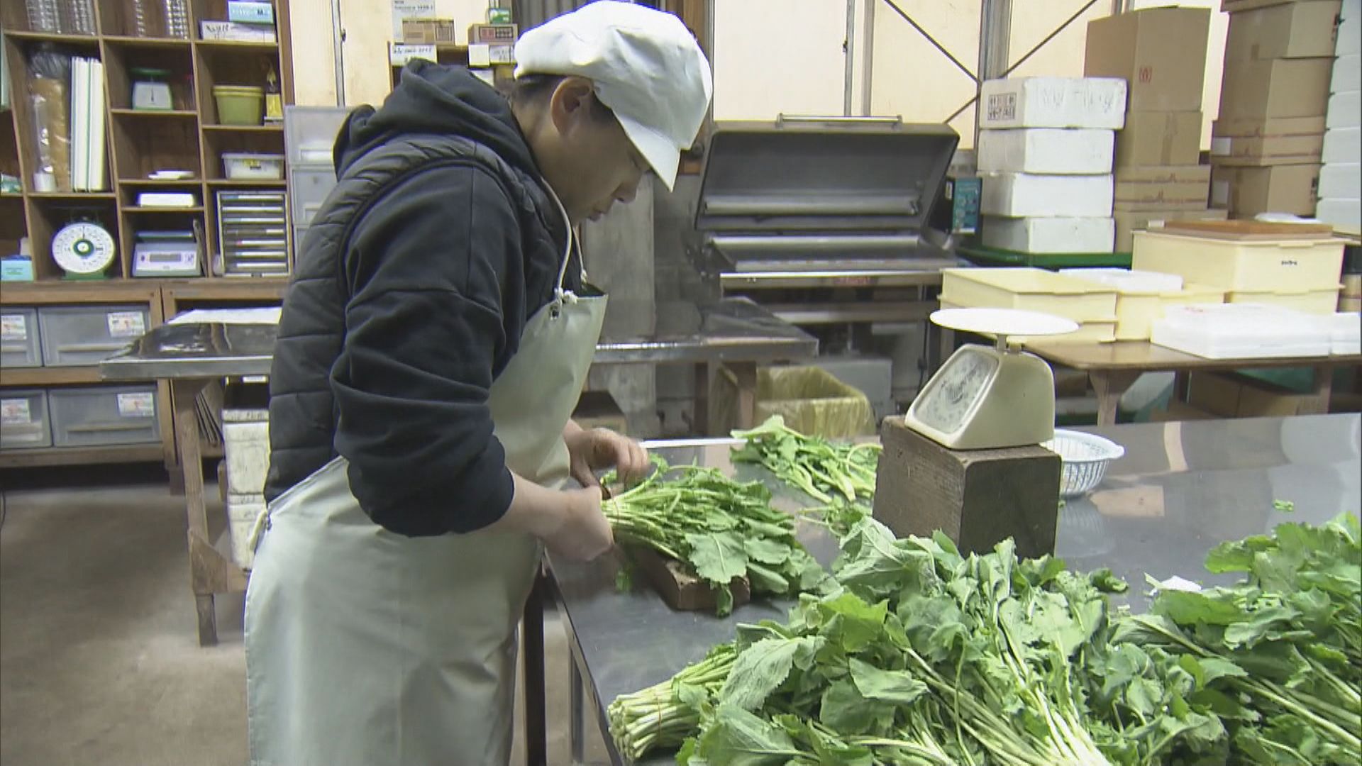 あさま小菜の漬物作りが最盛期に　三重県伊勢市の伝統野菜　シャキシャキした食感が特徴　
