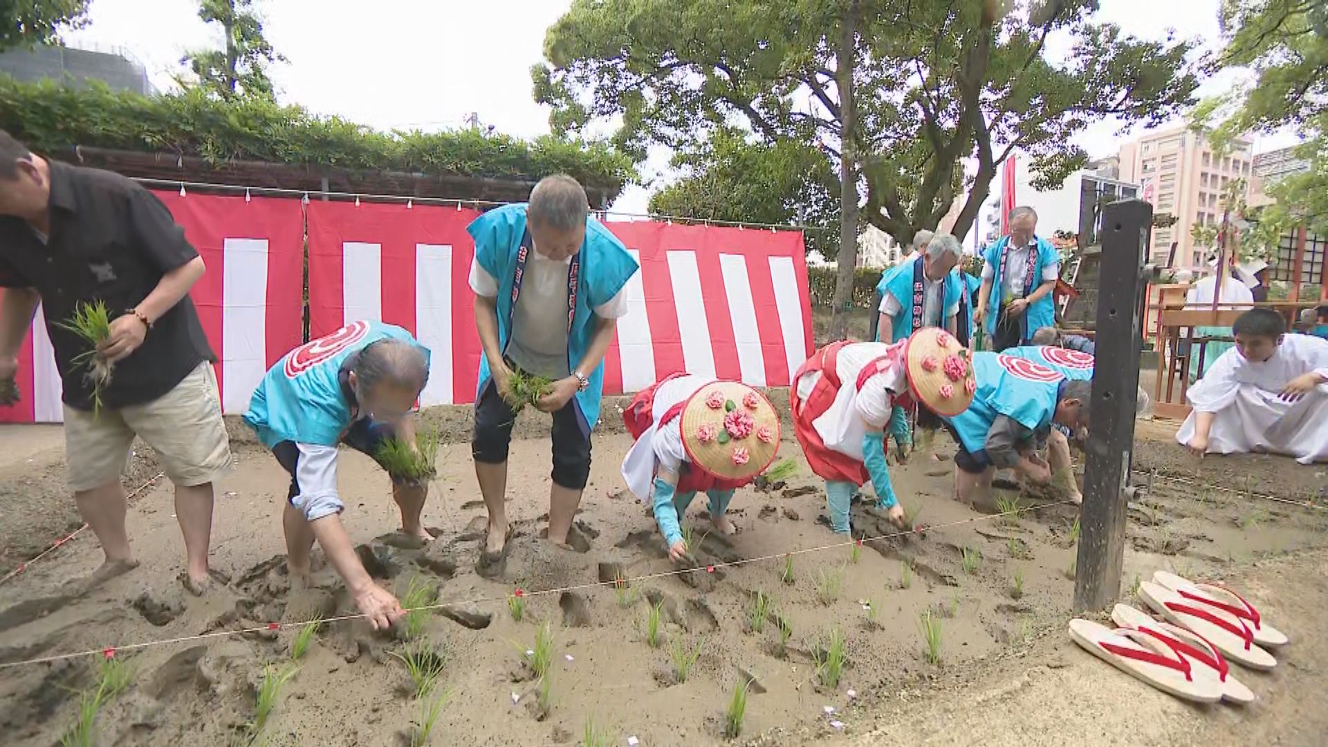 早乙女姿の巫女が苗を植え付け ”豊作””農業発展”祈る「御田植祭