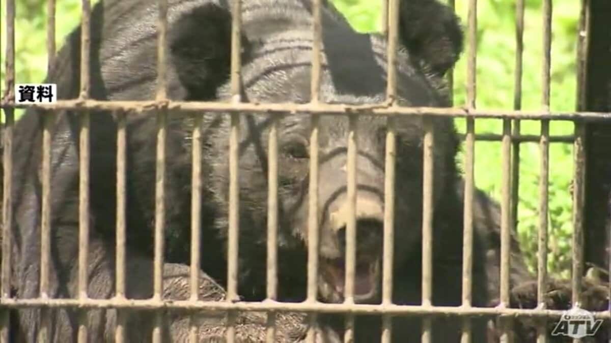青森県内の昨年度の「クマ」出没数・捕獲数ともに過去最多に… 出没は