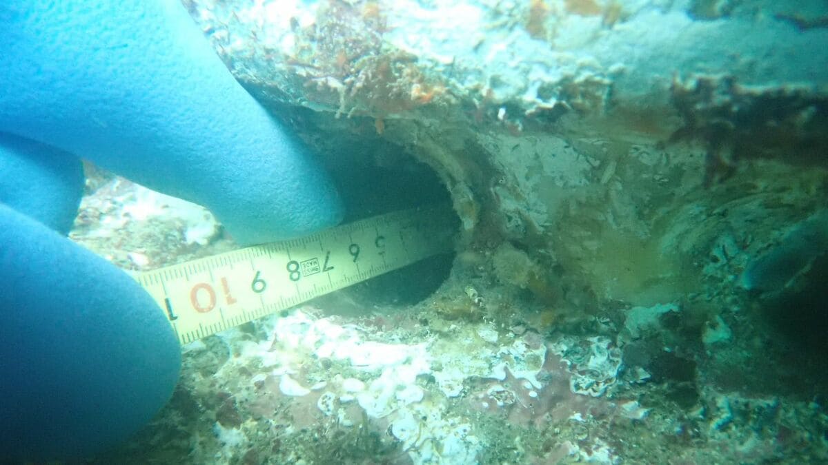 海中展望塔の漏水、原因は“ウニ”が開けた穴だった！大小50以上の穴、中