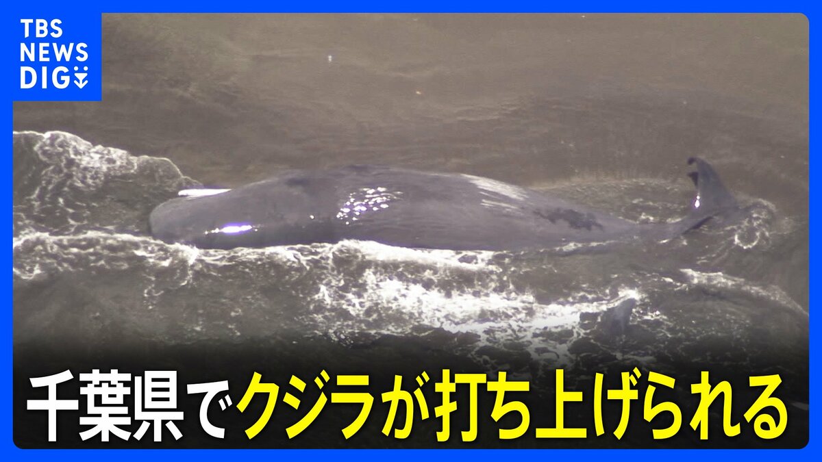 鯨を釣り上げた 千葉県の海岸にクジラが打ち上げられる…少なくとも4頭か 上空