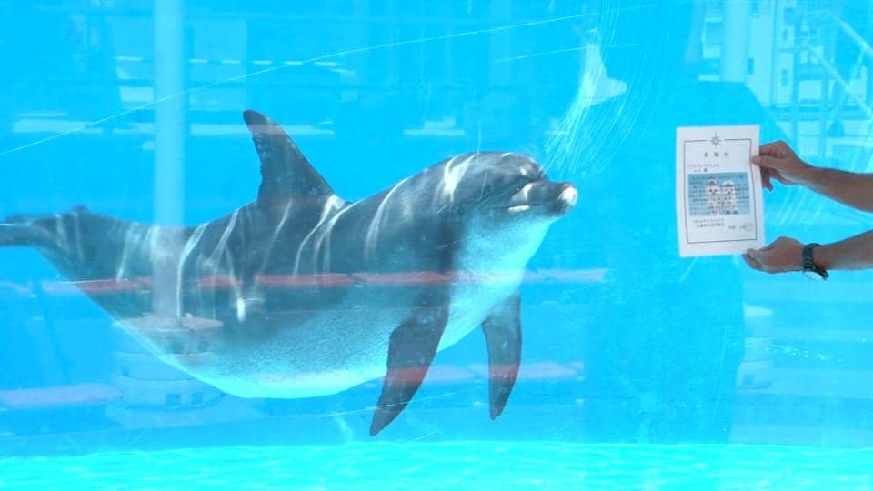ミナミバンドウイルカの「ムク」が海の安全をPR　沖縄美ら海水族館で名護海上保安署の一日署長に　