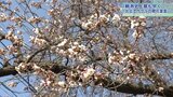 北上市も史上最速 市役所の基準木でサクラの開花宣言 岩手|TBS NEWS DIG