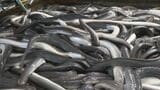 一色産ウナギ“土用の丑の日”を前に出荷最盛期 エサ代・燃料費高騰も… シラスウナギ豊漁で3割ほど安く 愛知・西尾市 | 名古屋・愛知・岐阜・三重のニュース【CBC news】 | CBC web