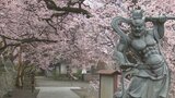 “裏身延”とも呼ばれる寺院 シダレザクラなど早咲きのサクラが見頃迎える 南アルプス市・妙了寺 | 山梨のニュース | UTYテレビ山梨