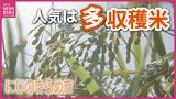 広島の農家が「コシヒカリ」を捨て始めた！？2026年米価暴落の危機を救う“多収穫米”への大転換|TBS NEWS DIG