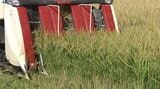 岩手県内の水稲刈取り進捗96% 平年よりも早いペースで刈り取り進む | IBC NEWS | IBC岩手放送