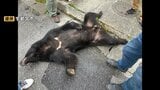 “2頭目のクマ”はいる?住宅街でクマ捕獲された宇都宮市 一夜明けて住民は警戒 「車から降りてクマがいたら…」|TBS NEWS DIG