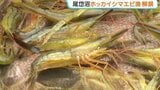 海を渡る白い帆 ホッカイシマエビの夏漁が解禁 北海道東部 尾岱沼で環境を守る伝統的な漁法「打瀬舟」 | 北海道のニュース|HBC北海道放送