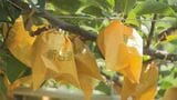 恵みの雨?「砂丘らっきょう」「二十世紀梨」の農家は|TBS NEWS DIG