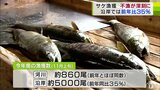 漁獲量激減の「サケ」11月上旬までの漁獲数は青森県全体で約5000尾…　対策どうすれば？　|　青森のニュース│ATV NEWS│青森テレビ
